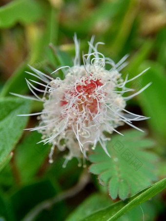 含羞草多余的被称为敏感的<strong>植物</strong>困了<strong>植物</strong>行动<strong>植物</strong>高傲的人羞耻<strong>植物</strong>僵尸<strong>植物</strong>害羞的含羞草赫贝敏感的草羞愧布什羞愧脸羞愧夫人