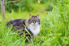 毛茸茸的条纹猫坐在草相机