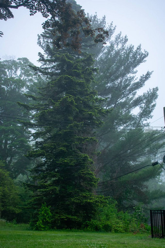 高绿色树多雾的一天郊区后院