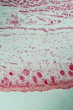 胚胎软骨显微镜