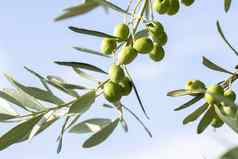 橄榄水果树