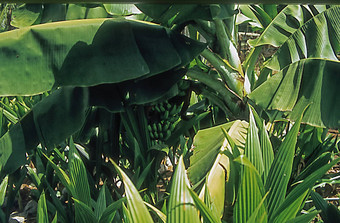 香蕉种植园前面<strong>大椰子</strong>树后台支持