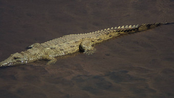 鳄鱼河东非洲