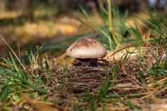 美丽的蘑菇森林蘑菇挑选森林