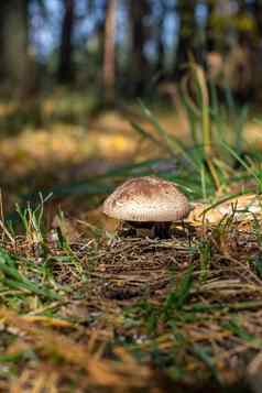 美丽的蘑菇森林蘑菇挑选森林