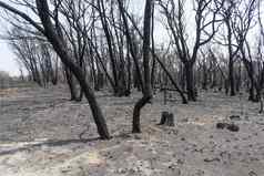 森林烧严重的夏天bushfires蓝色的山澳大利亚