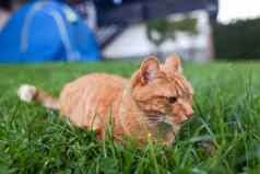 短毛猫红色的虎斑猫橙色眼睛蹲绿色新鲜的草
