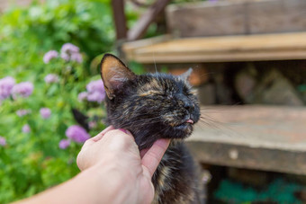 手人抓脖子头猫