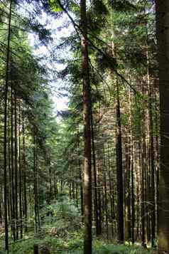 垂直拍摄松柏科的森林长树森林
