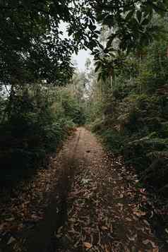宽角拍摄路径中间绿色多雨的森林秋天