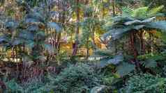 热带热带雨林小屋