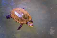 小淡水藻类覆盖乌龟
