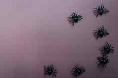 快乐万圣节可怕的蜘蛛紫色的背景