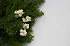 绿色冷杉分支机构白色山茱萸浆果谎言白色背景空间文本一年的圣诞节概念