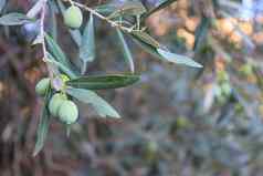 橄榄树橄榄关闭天空云橄榄叶子分支机构树使橄榄石油美食农业厨房宏图像高质量
