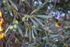 橄榄树橄榄关闭天空云橄榄叶子分支机构树使橄榄石油美食农业厨房宏图像高质量