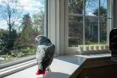 非洲灰色鹦鹉站大窗台上
