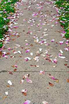 人行道上覆盖粉红色的花瓣春天