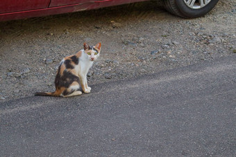 黑色的白色<strong>流浪</strong>猫街<strong>动物</strong>补丁皮毛坐着沥青