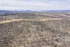 森林再生森林大火蓝色的山澳大利亚