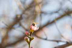 蜜蜂桃子开花春天