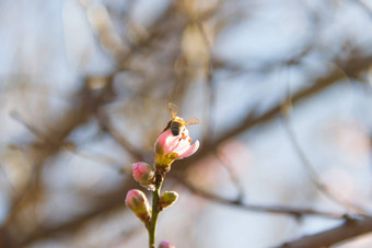 蜜蜂桃子开花春天