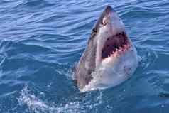 伟大的白色鲨鱼甘斯拜南非洲