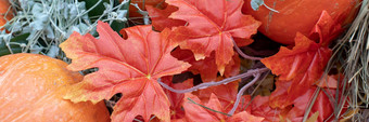 快乐感恩节一天加拿大橙色南瓜枫木叶背景