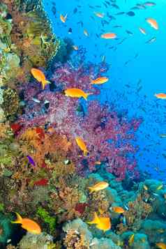 珊瑚礁水下景观红色的海