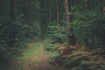 路径黑暗落叶森林