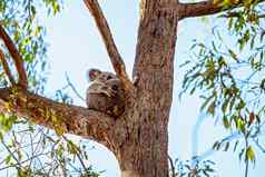澳大利亚考拉坐着树拥抱乔伊