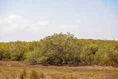 红树林植被生态系统