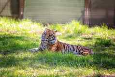 美丽的动物苏门答腊老虎