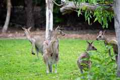 澳大利亚袋鼠公园