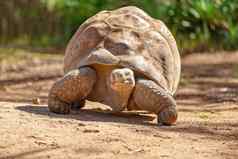 巨大的古老的加拉帕戈斯群岛乌龟