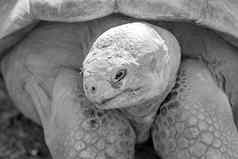 巨大的古老的加拉帕戈斯群岛乌龟
