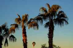 集团棕榈树亚利桑那州日落