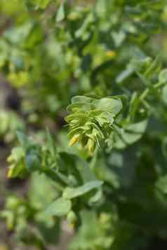 光滑的honeywort