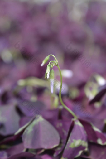 紫色的<strong>白花</strong>酢浆草米基