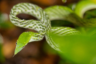绿色他来了蛇长嘴鞭子蛇sinharaja国家公园雨森林斯里兰卡斯里兰卡