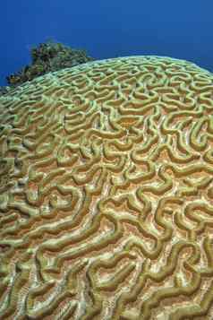 大脑珊瑚珊瑚礁岛青年古巴