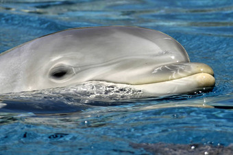 常见的宽吻海豚海豚大西洋宽吻海豚海豚