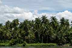 热带夏天椰子棕榈树花园云蓝色的