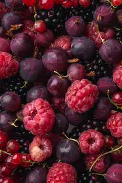 美味的新鲜的成熟的树莓黑莓醋栗红色的醋栗