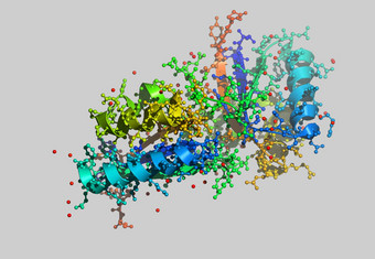 蛋白质分子模型原子