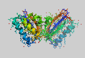 蛋白质<strong>分子</strong>模型原子