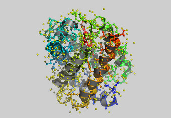 血红蛋白<strong>分子</strong>模型原子