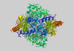 蛋白质分子模型原子