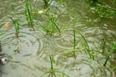 季风雨下降发芽绿色草叶子水日志记录农业区域关闭重雨下降地面照片雨秋天声音效果美丽的多雨的季节自然背景关闭