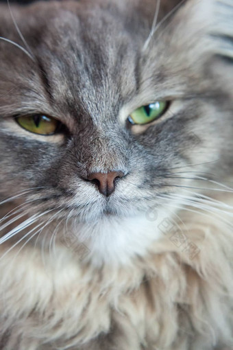 动物的鼻口灰色的条纹毛茸茸的猫西伯利亚小猫